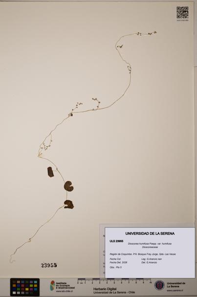 Dioscorea humifusa var. humifusa [Espécimen: ULS:ULS:0023955]