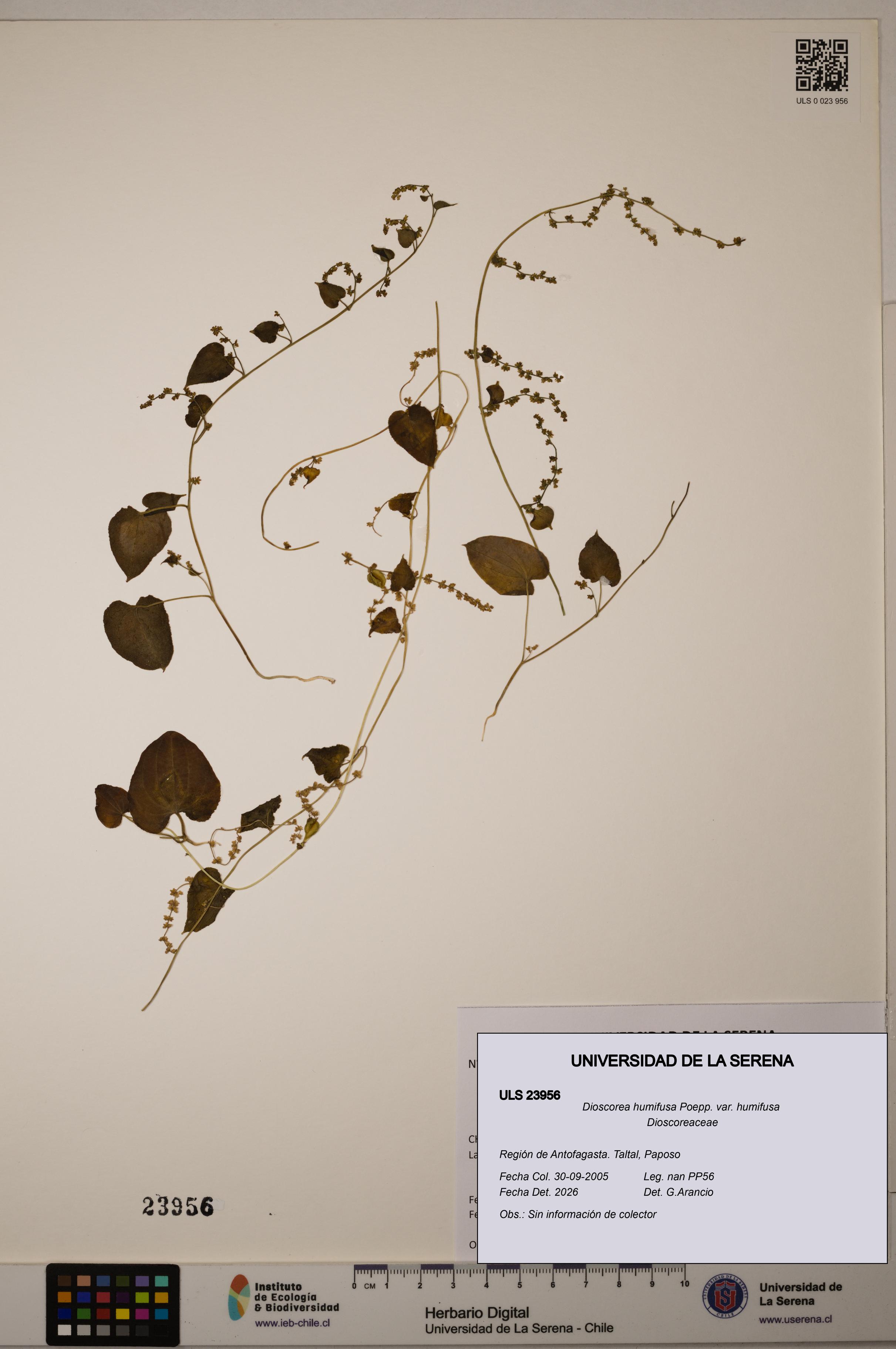 Dioscorea humifusa var. humifusa [Espécimen: ULS:ULS:0023956]