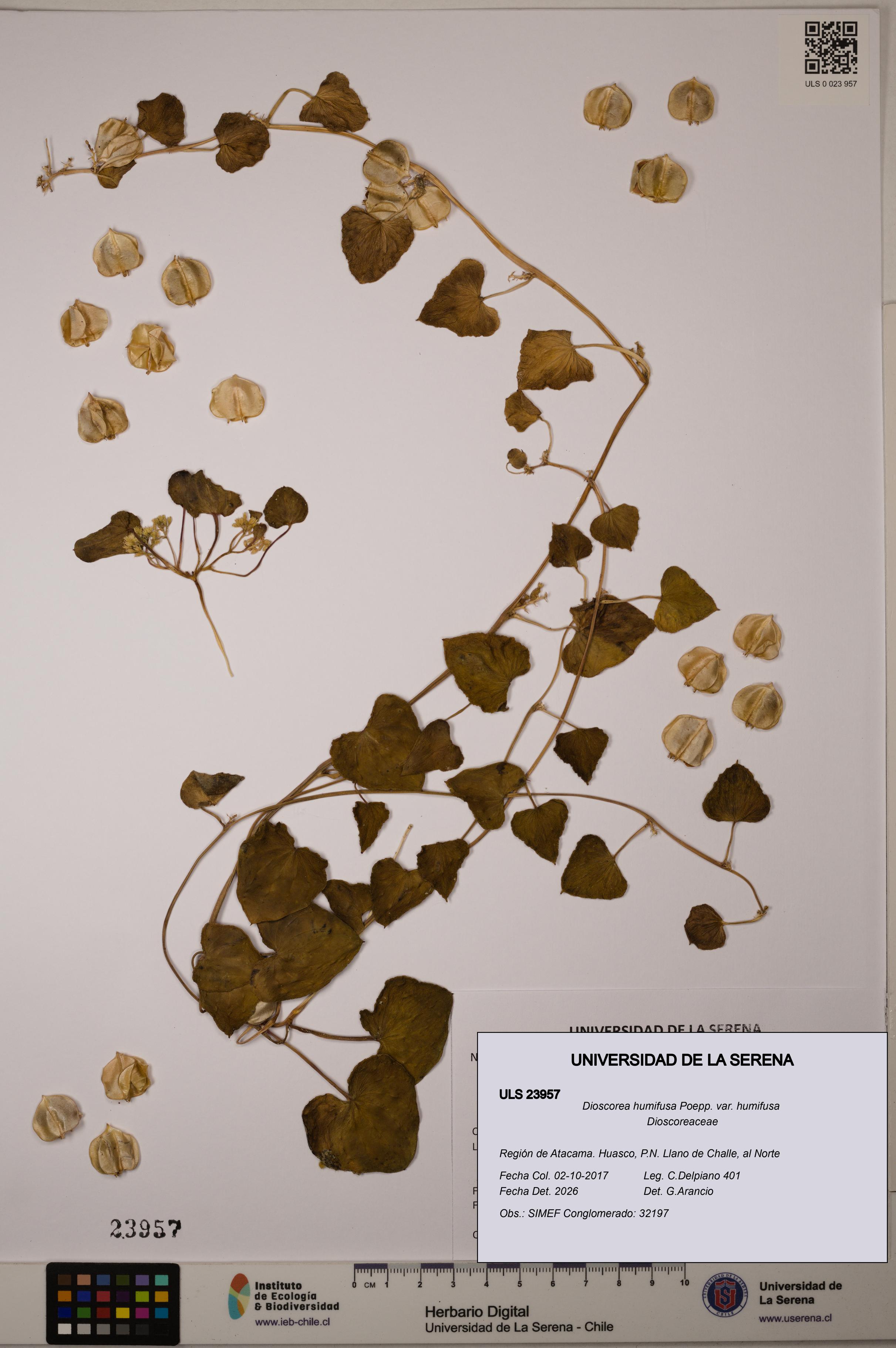 Dioscorea humifusa var. humifusa [Espécimen: ULS:ULS:0023957]