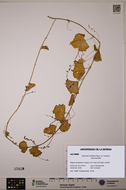 Dioscorea humifusa var. humifusa [Espécimen: ULS:ULS:0023958]