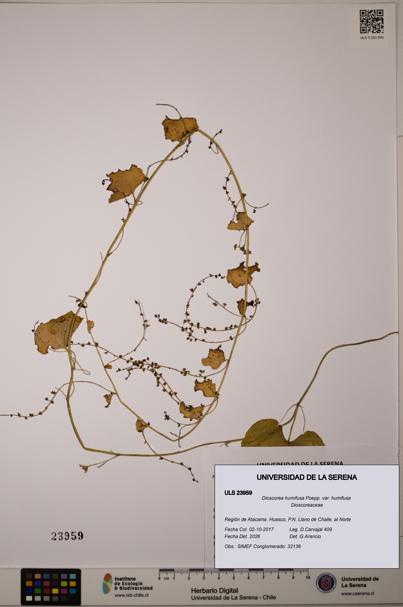 Dioscorea humifusa var. humifusa [Espécimen: ULS:ULS:0023959]