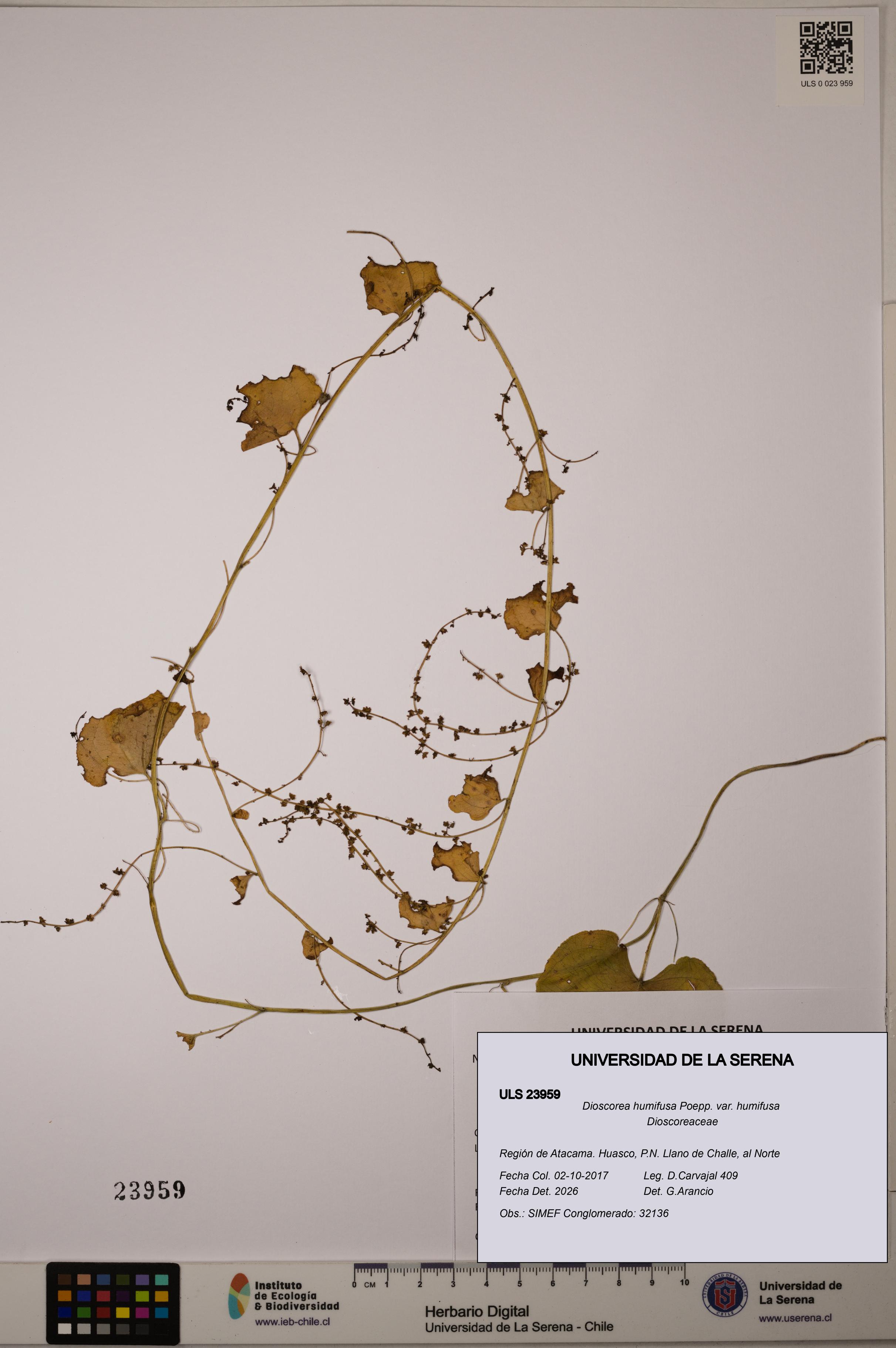 Dioscorea humifusa var. humifusa [Espécimen: ULS:ULS:0023959]