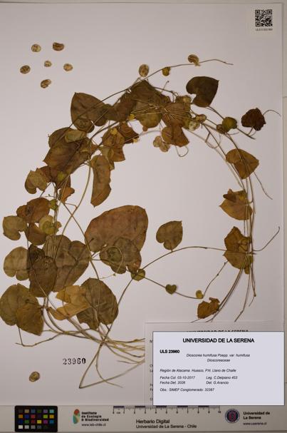 Dioscorea humifusa var. humifusa [Espécimen: ULS:ULS:0023960]