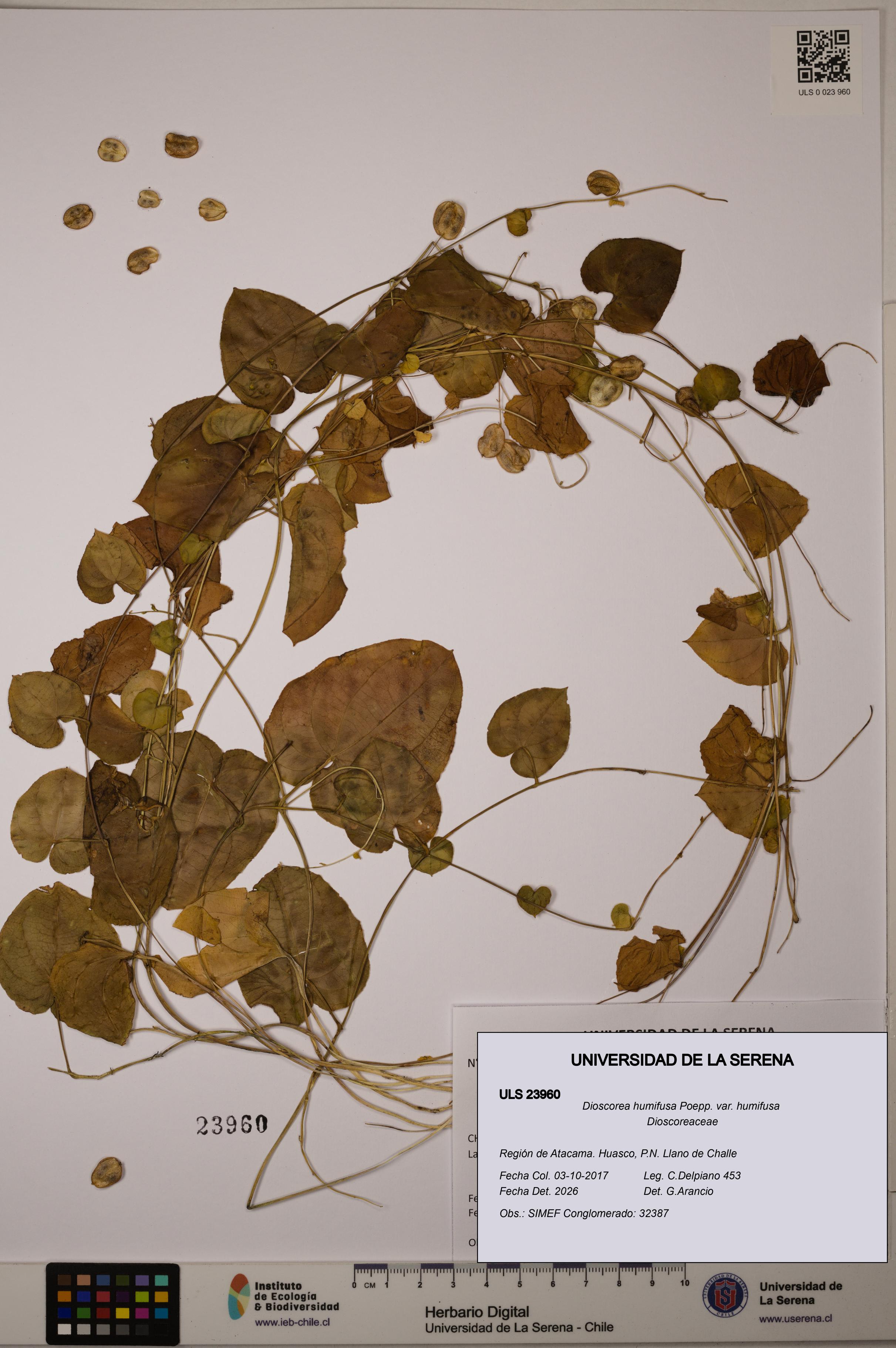 Dioscorea humifusa var. humifusa [Espécimen: ULS:ULS:0023960]