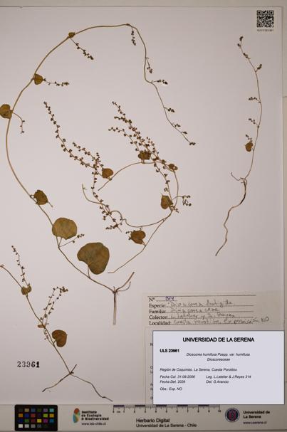 Dioscorea humifusa var. humifusa [Espécimen: ULS:ULS:0023961]