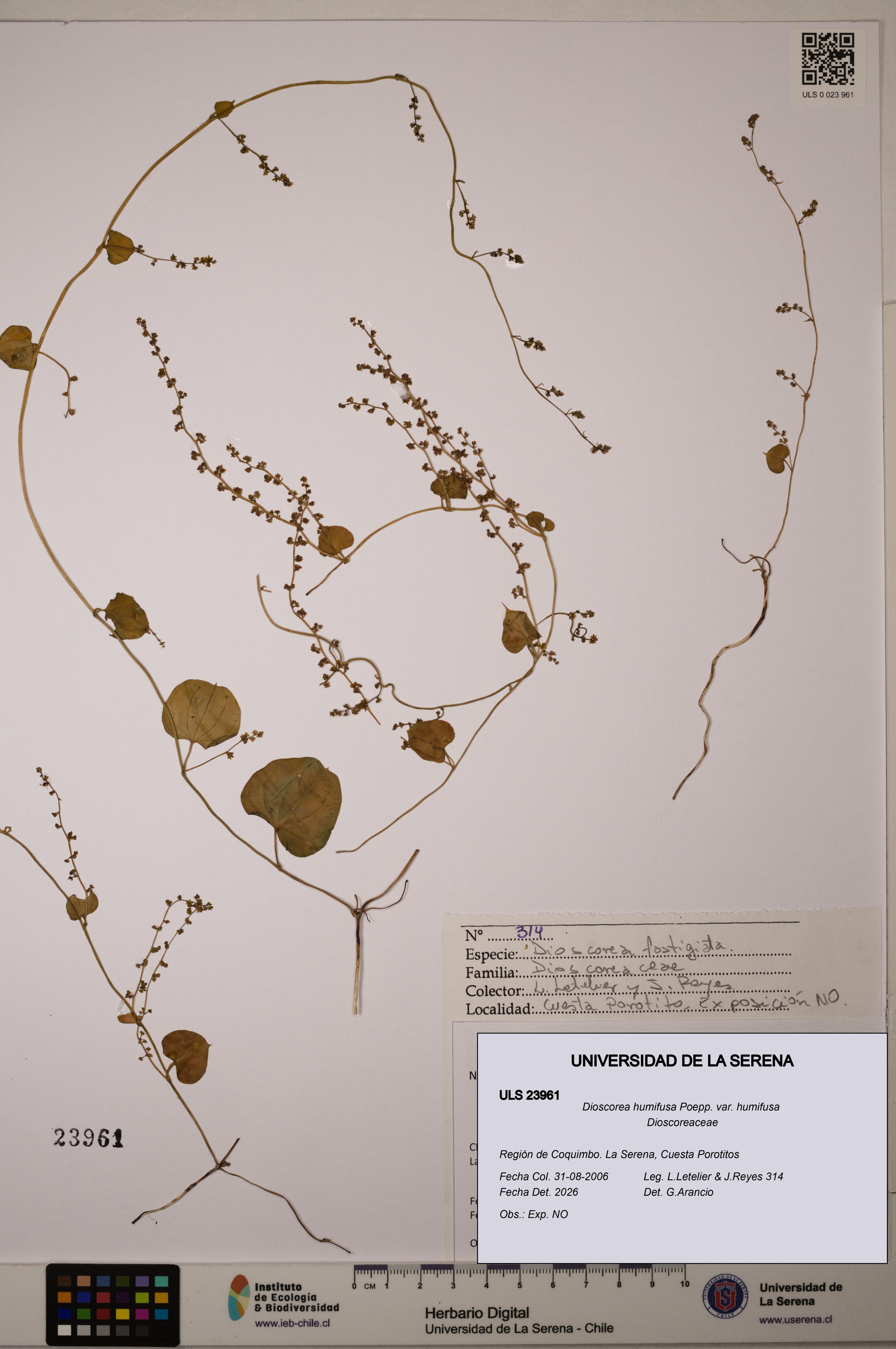 Dioscorea humifusa var. humifusa [Espécimen: ULS:ULS:0023961]