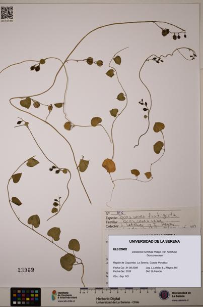 Dioscorea humifusa var. humifusa [Espécimen: ULS:ULS:0023962]