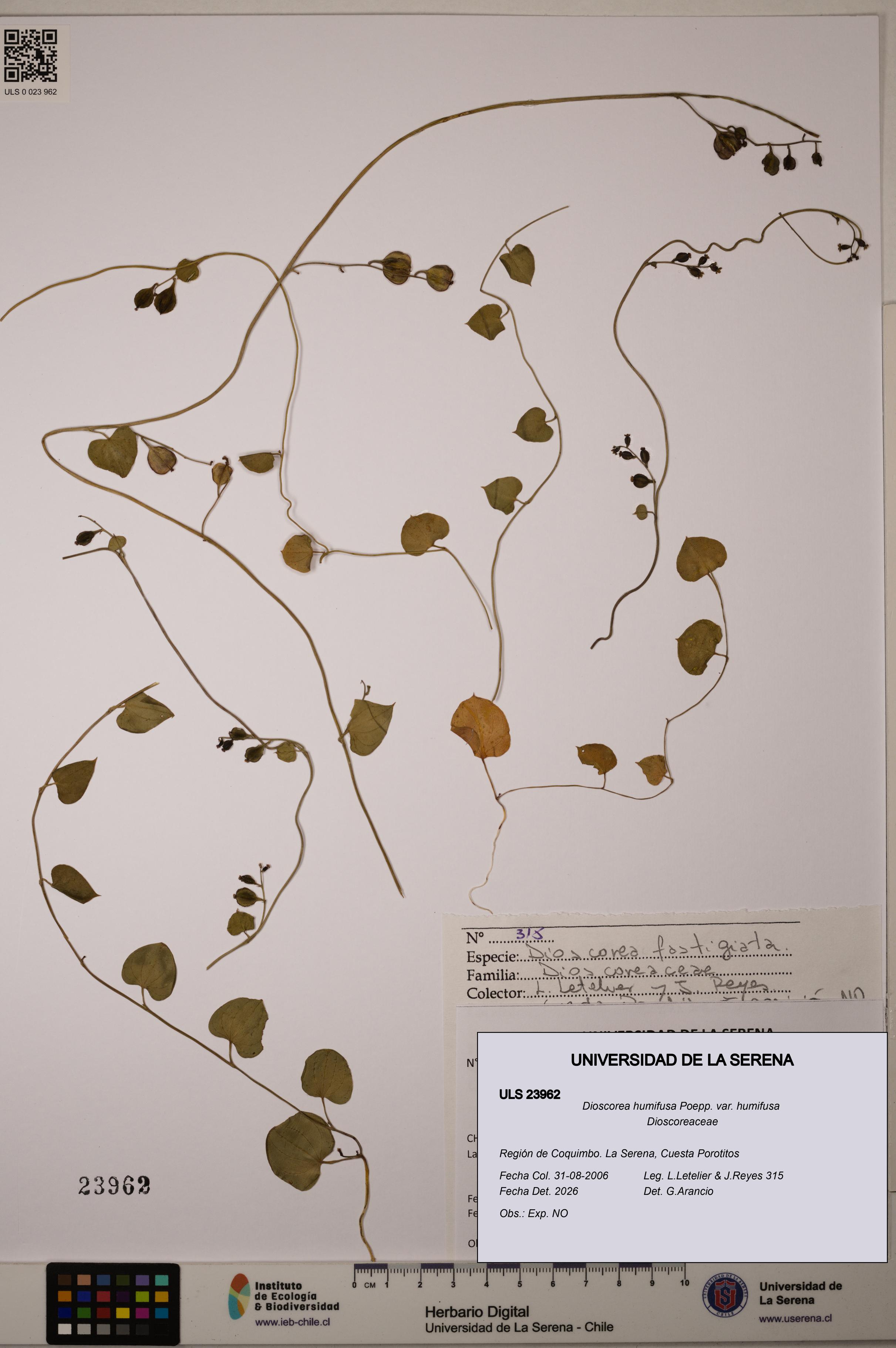 Dioscorea humifusa var. humifusa [Espécimen: ULS:ULS:0023962]