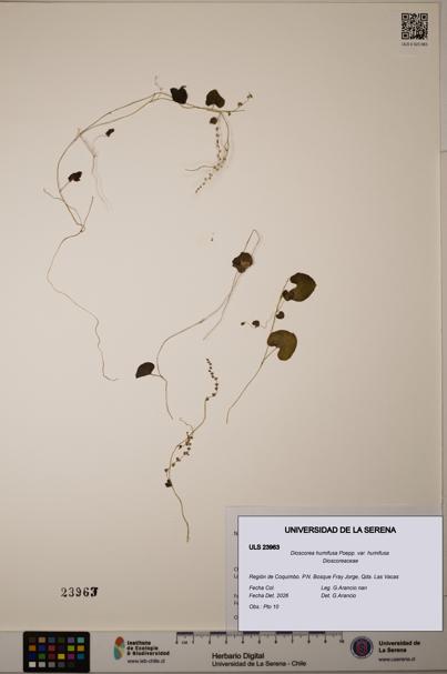 Dioscorea humifusa var. humifusa [Espécimen: ULS:ULS:0023963]