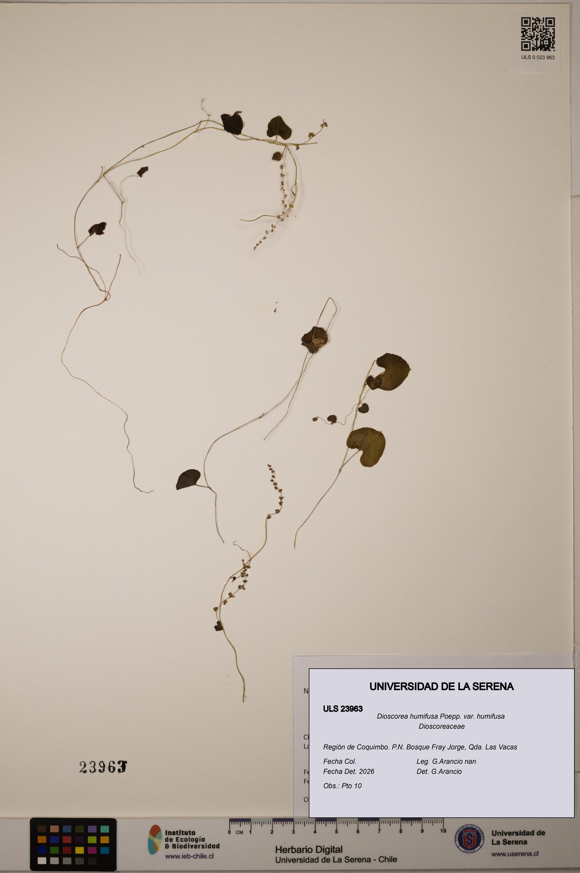 Dioscorea humifusa var. humifusa [Espécimen: ULS:ULS:0023963]