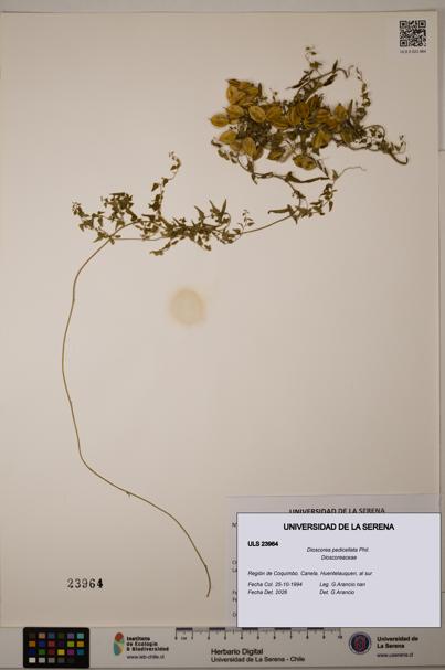 Dioscorea pedicellata [Espécimen: ULS:ULS:0023964]