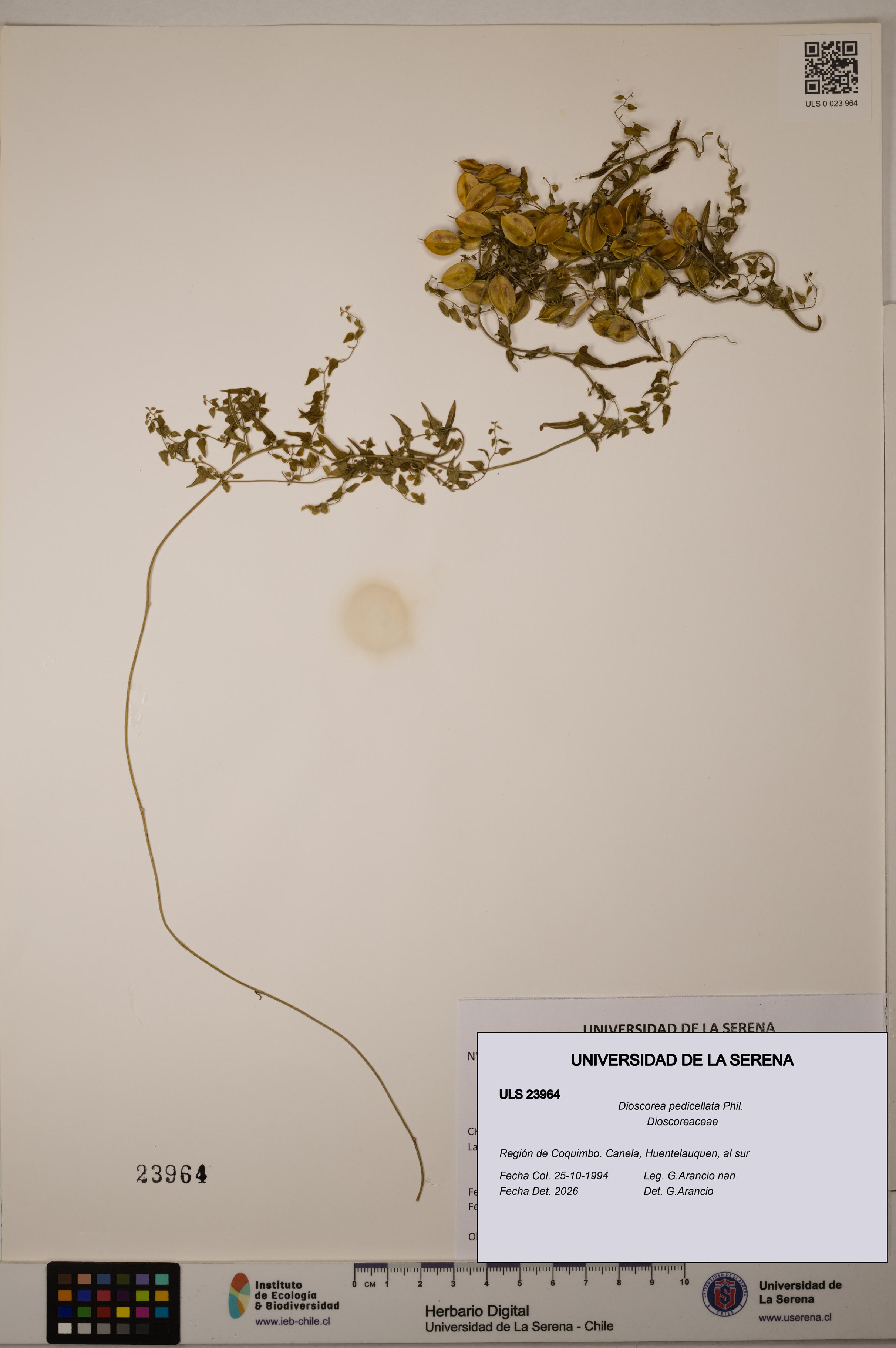 Dioscorea pedicellata [Espécimen: ULS:ULS:0023964]