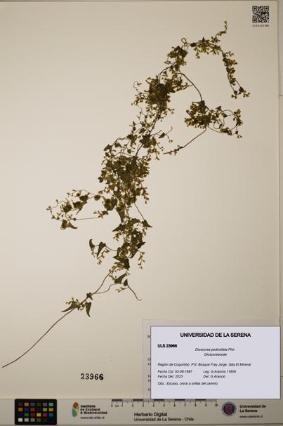 Dioscorea pedicellata [Espécimen: ULS:ULS:0023966]