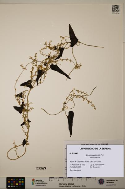 Dioscorea pedicellata [Espécimen: ULS:ULS:0023967]