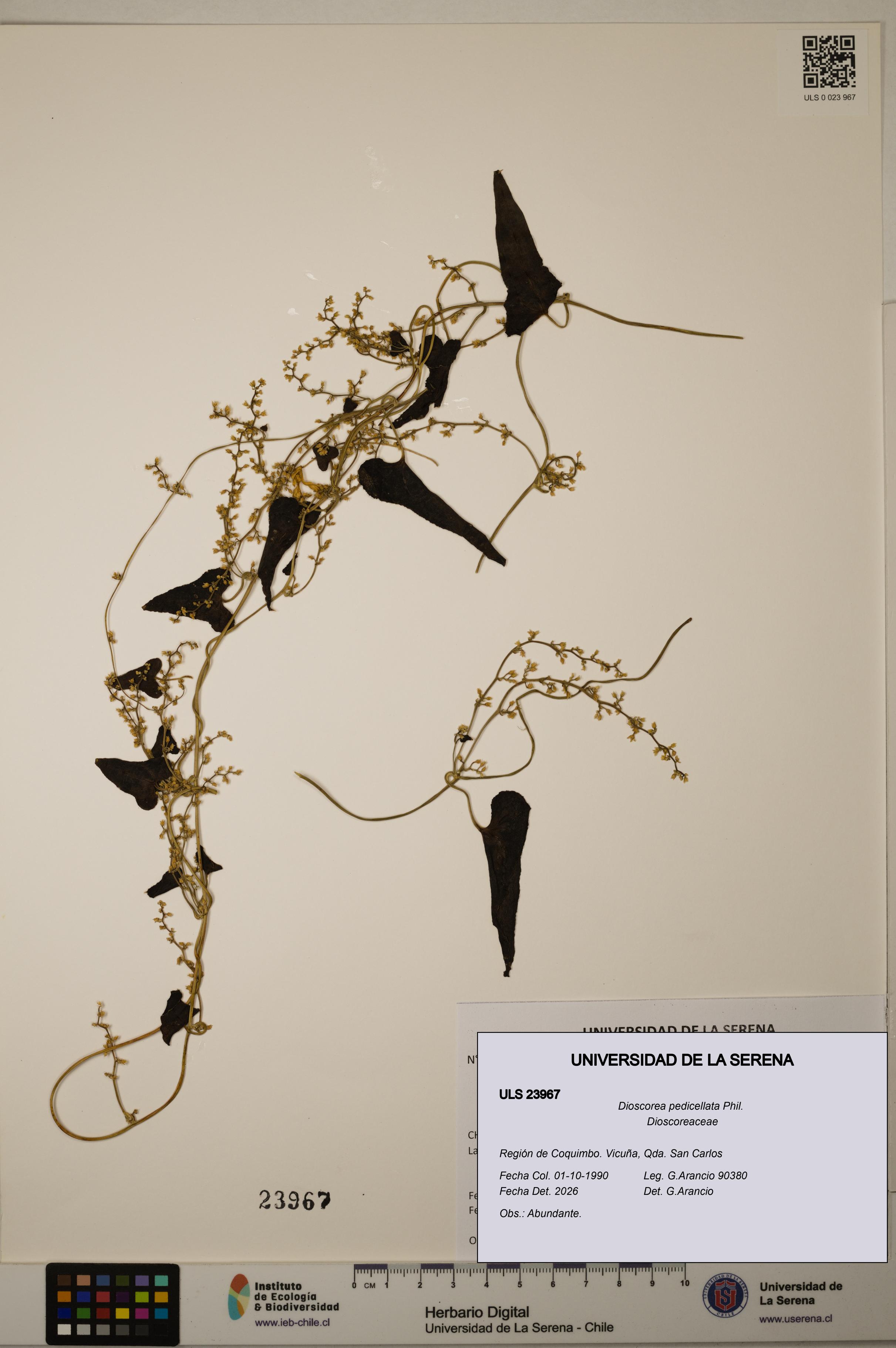 Dioscorea pedicellata [Espécimen: ULS:ULS:0023967]
