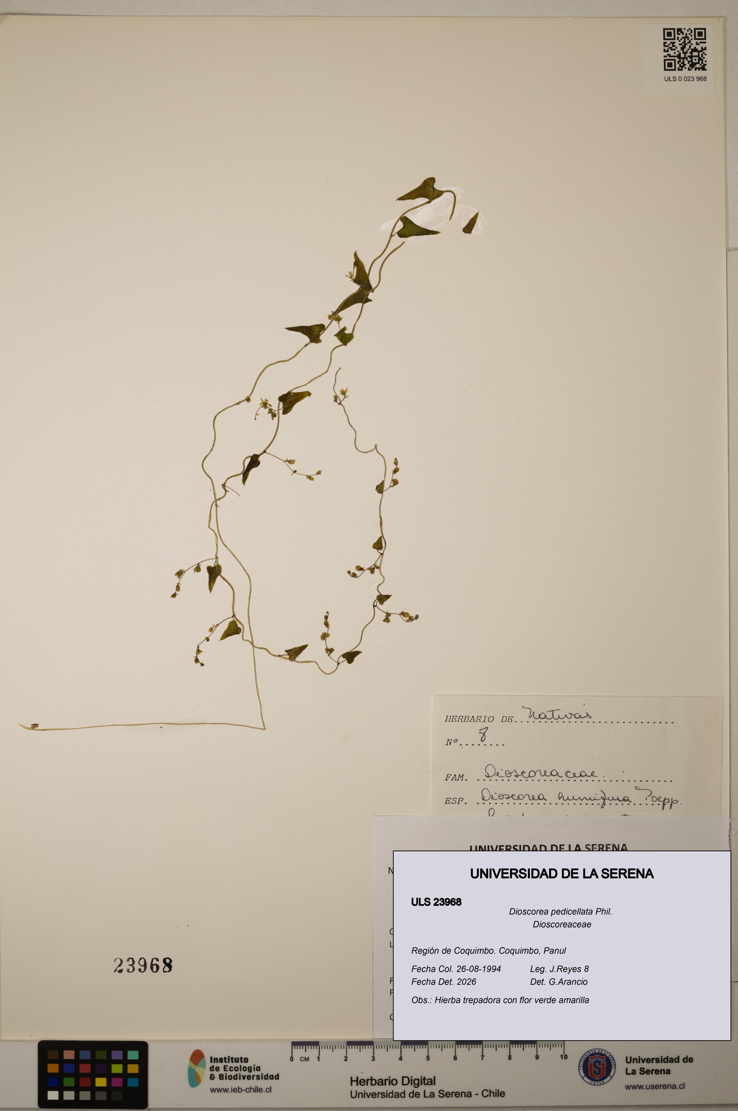 Dioscorea pedicellata [Espécimen: ULS:ULS:0023968]