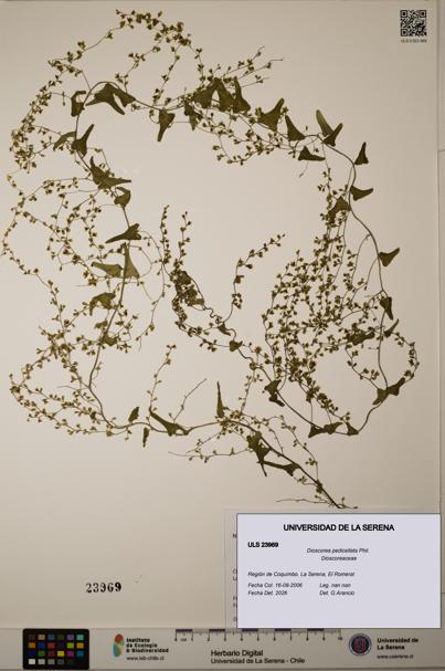 Dioscorea pedicellata [Espécimen: ULS:ULS:0023969]