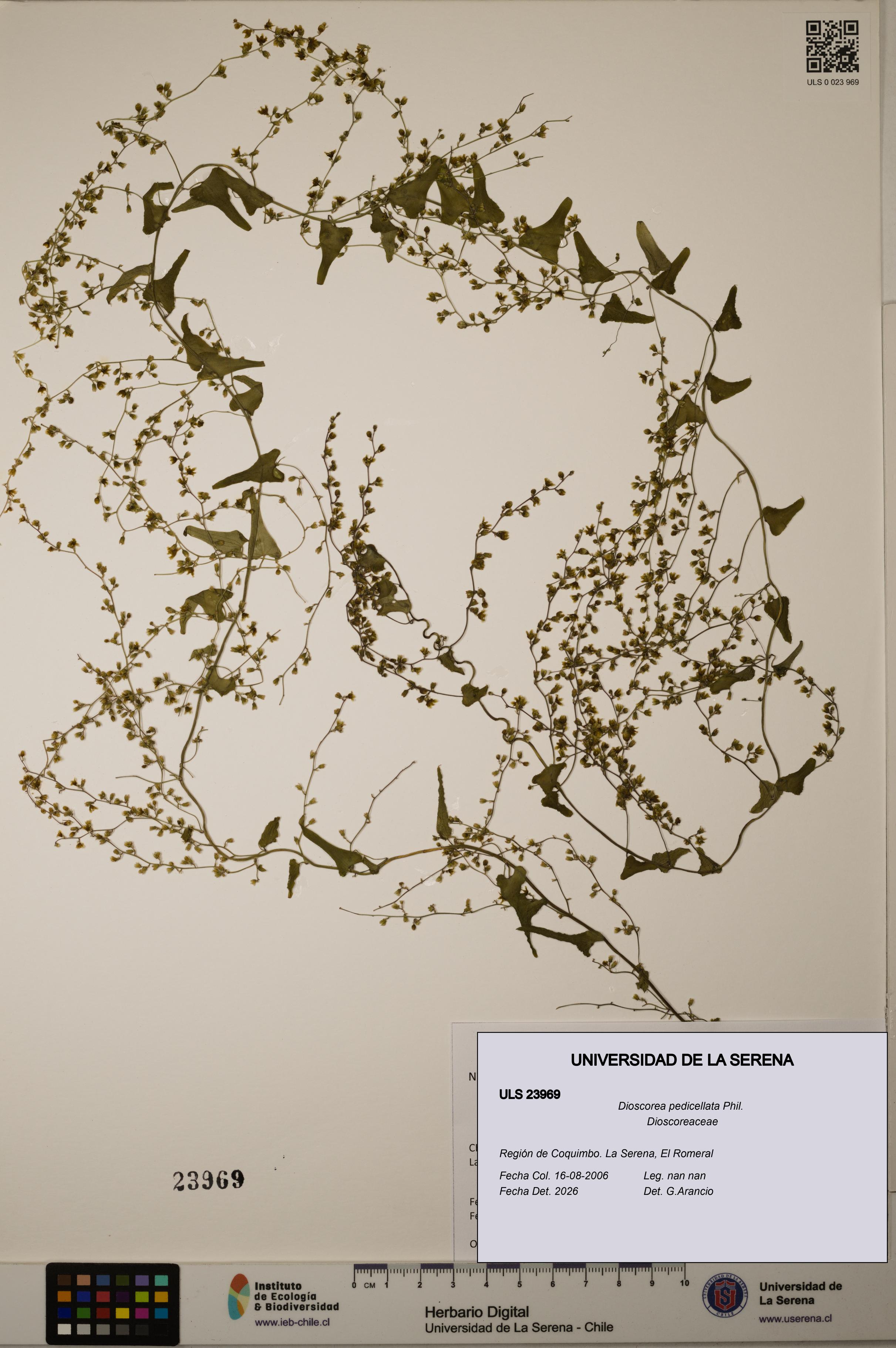 Dioscorea pedicellata [Espécimen: ULS:ULS:0023969]