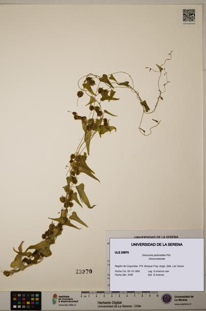 Dioscorea pedicellata [Espécimen: ULS:ULS:0023970]
