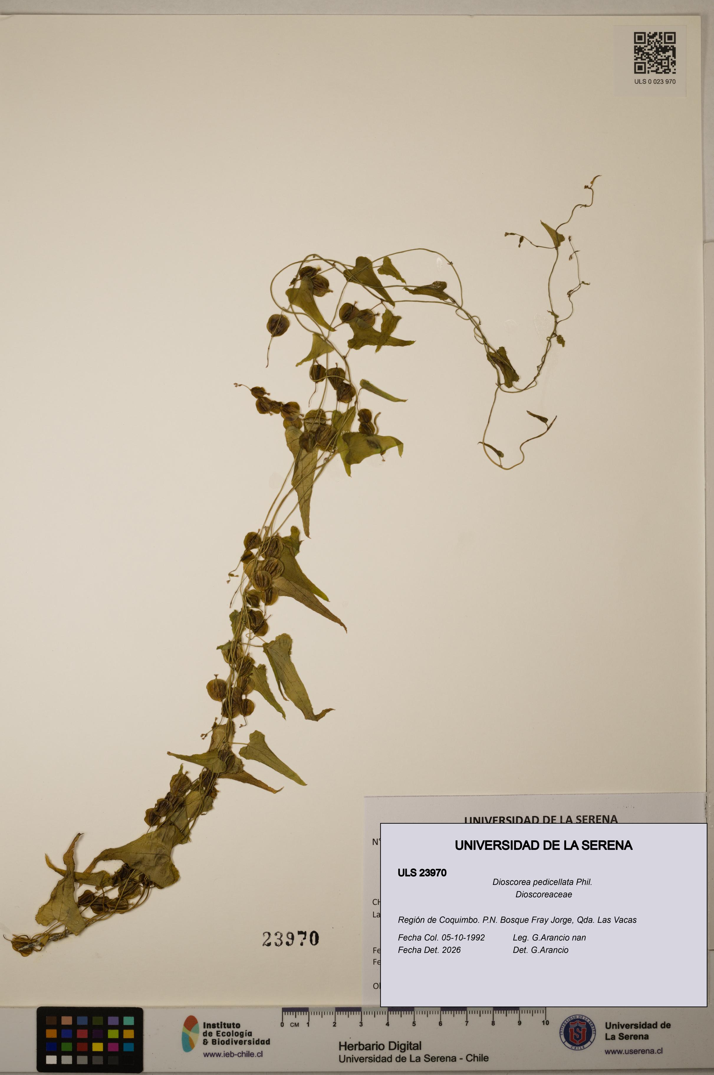 Dioscorea pedicellata [Espécimen: ULS:ULS:0023970]