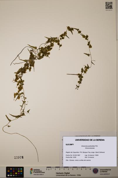 Dioscorea pedicellata [Espécimen: ULS:ULS:0023971]