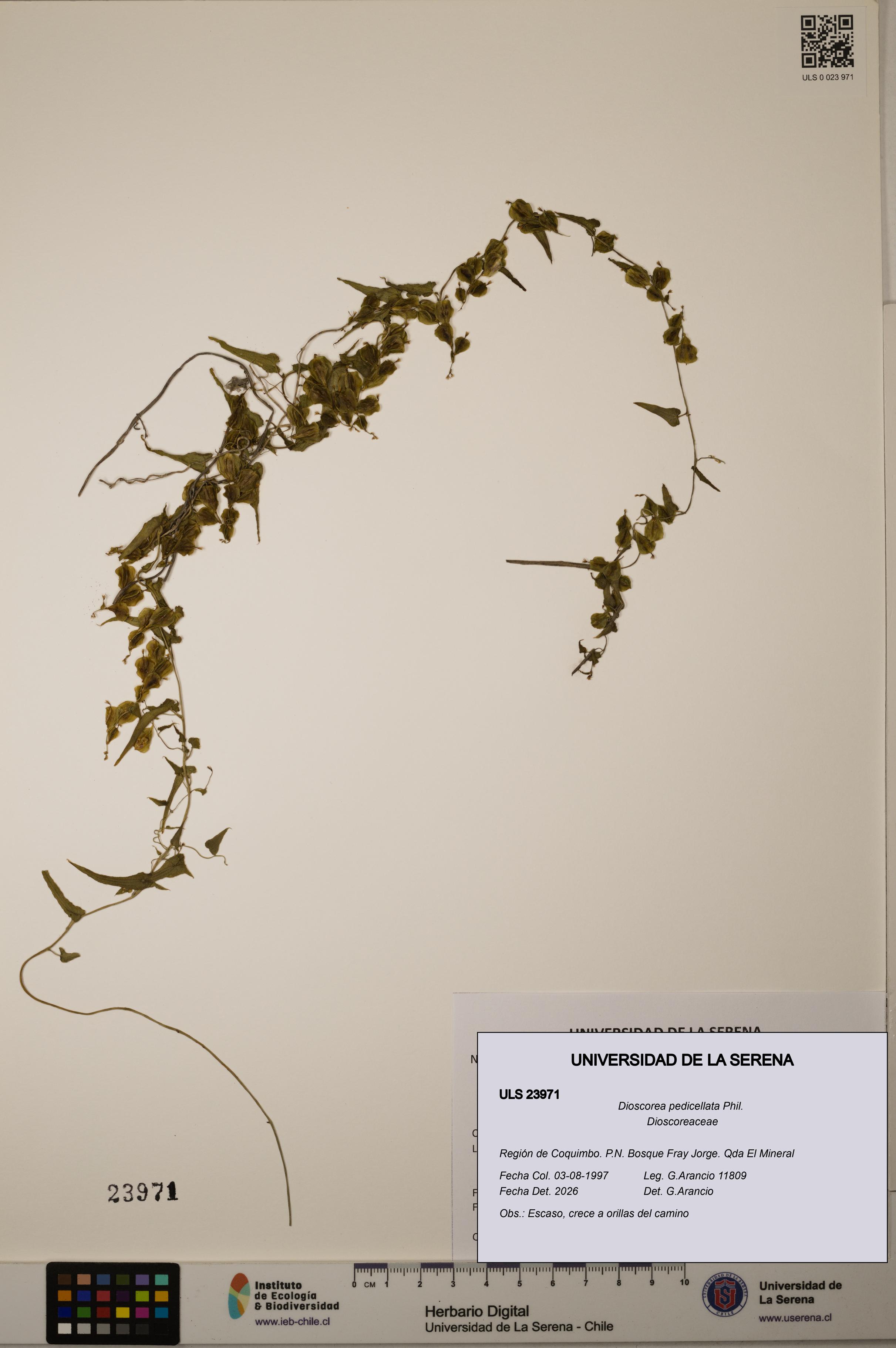 Dioscorea pedicellata [Espécimen: ULS:ULS:0023971]