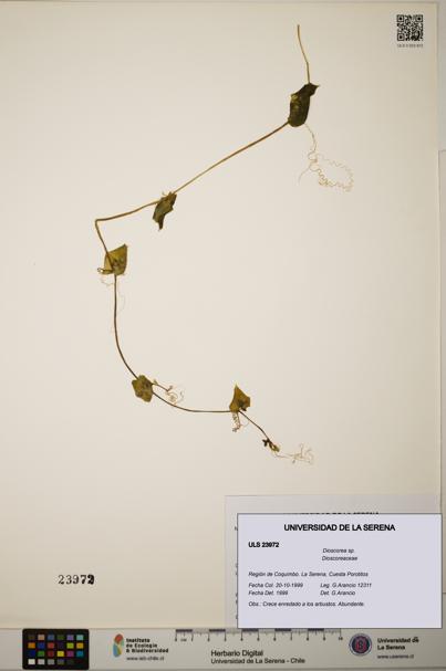 Dioscorea sp. [Espécimen: ]