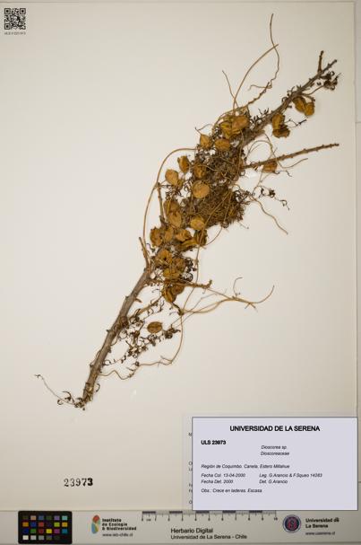 Dioscorea sp. [Espécimen: ]