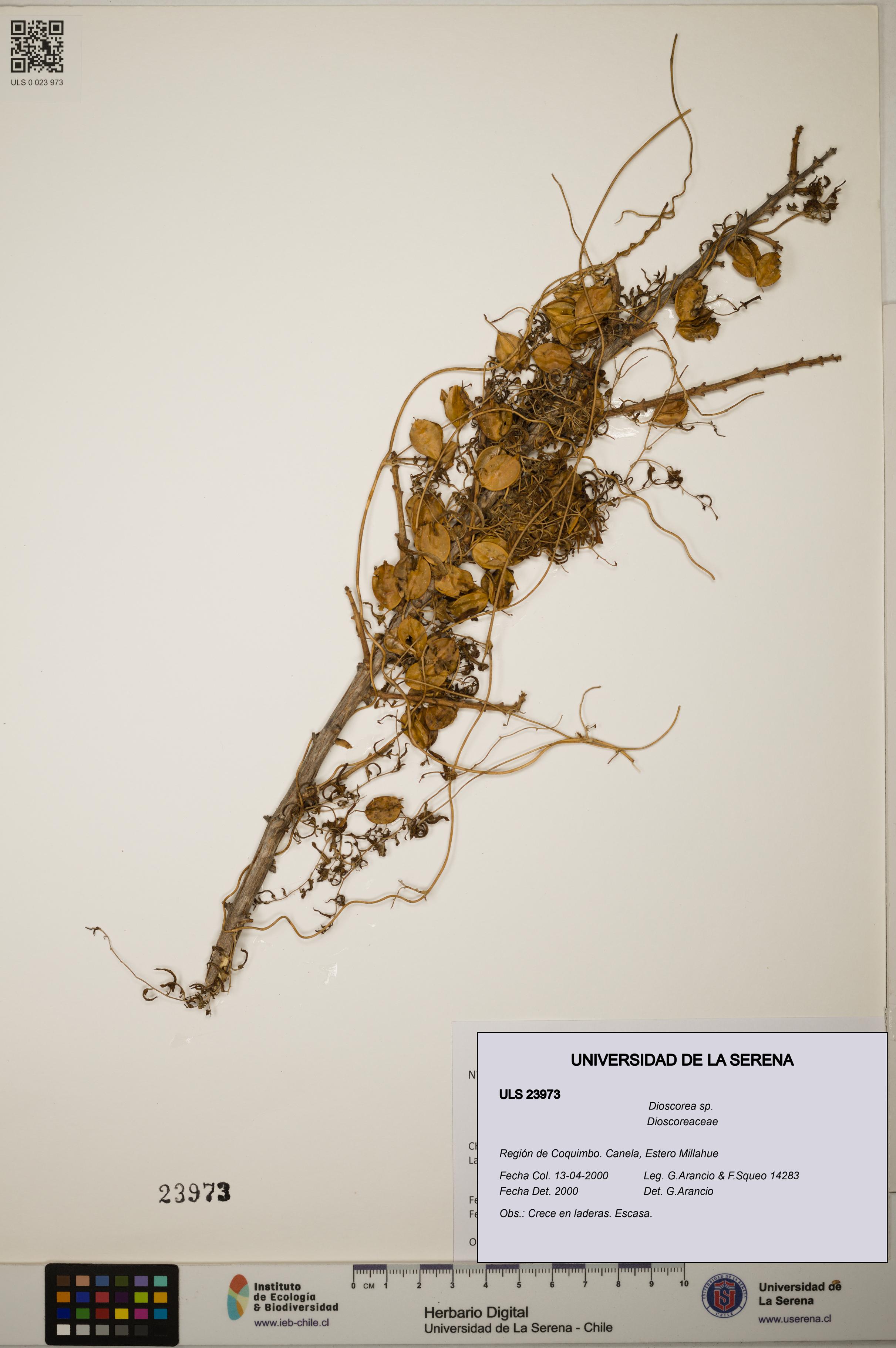 Dioscorea sp. [Espécimen: ]
