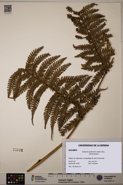 Dicksonia berteroana [Espécimen: ULS:ULS:0023974]