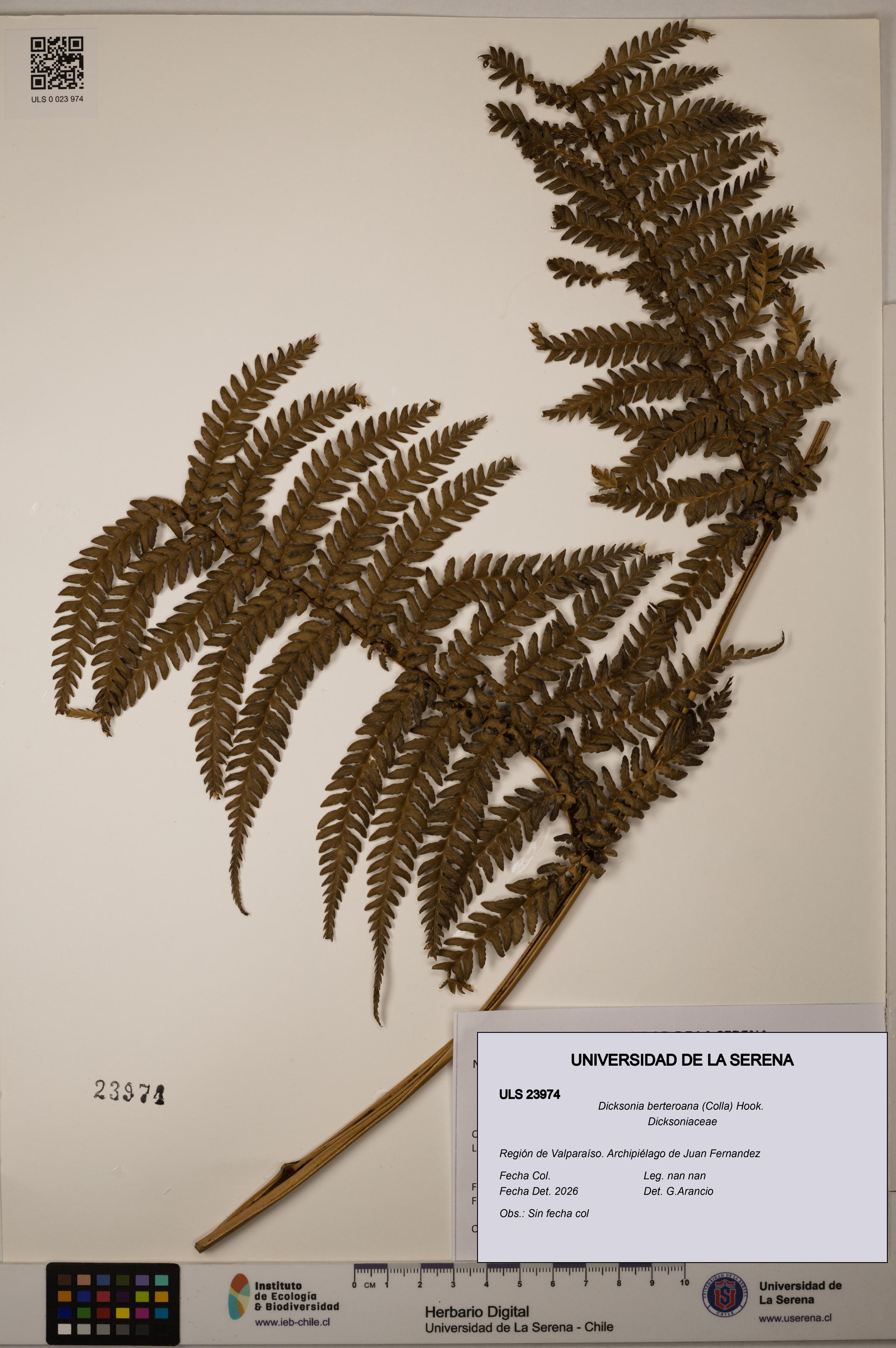Dicksonia berteroana [Espécimen: ULS:ULS:0023974]