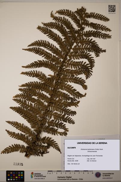 Dicksonia berteroana [Espécimen: ULS:ULS:0023975]