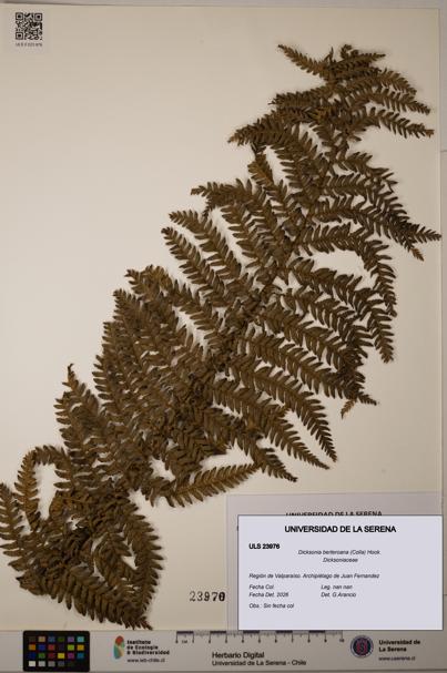Dicksonia berteroana [Espécimen: ULS:ULS:0023976]