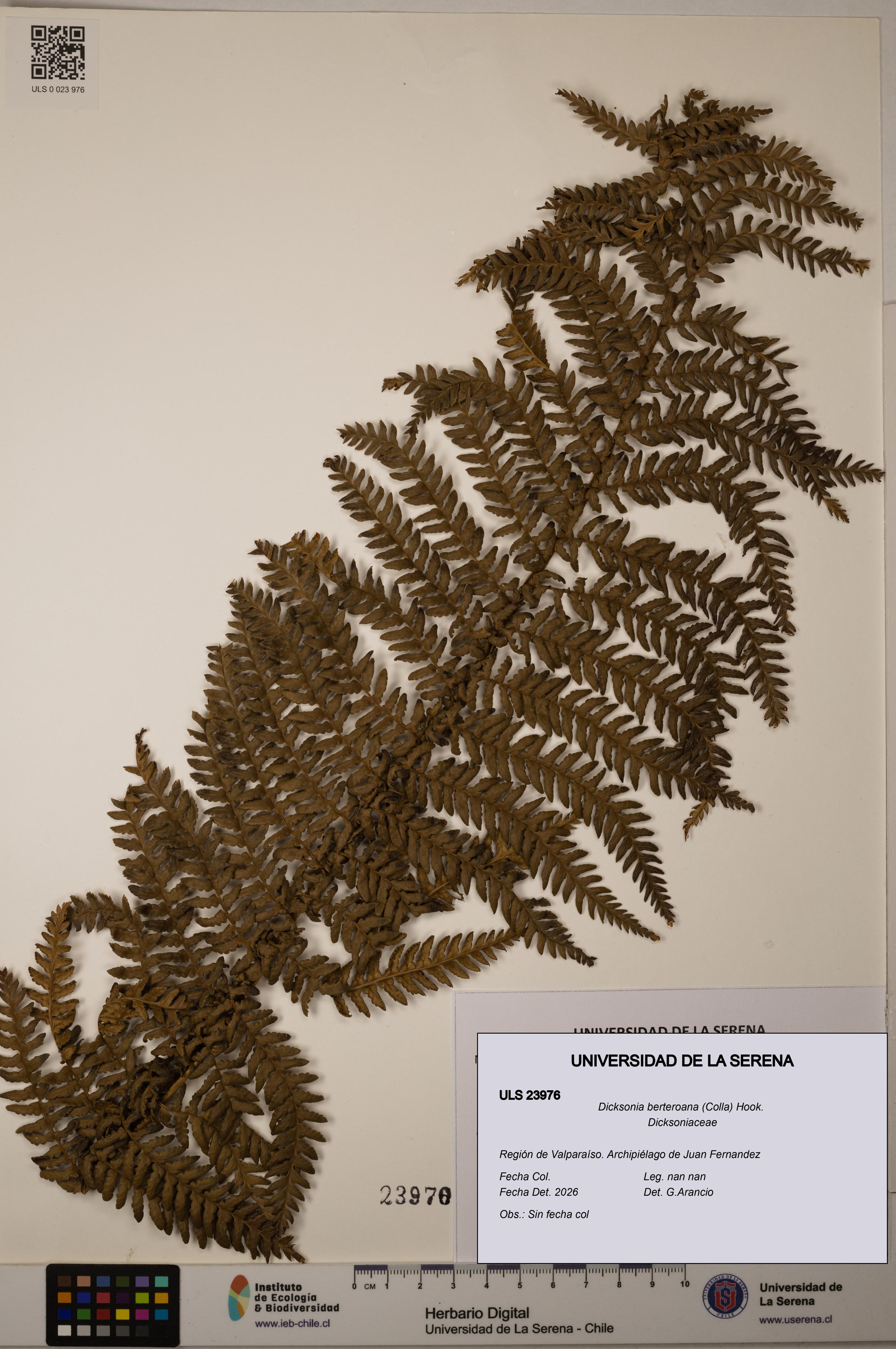 Dicksonia berteroana [Espécimen: ULS:ULS:0023976]