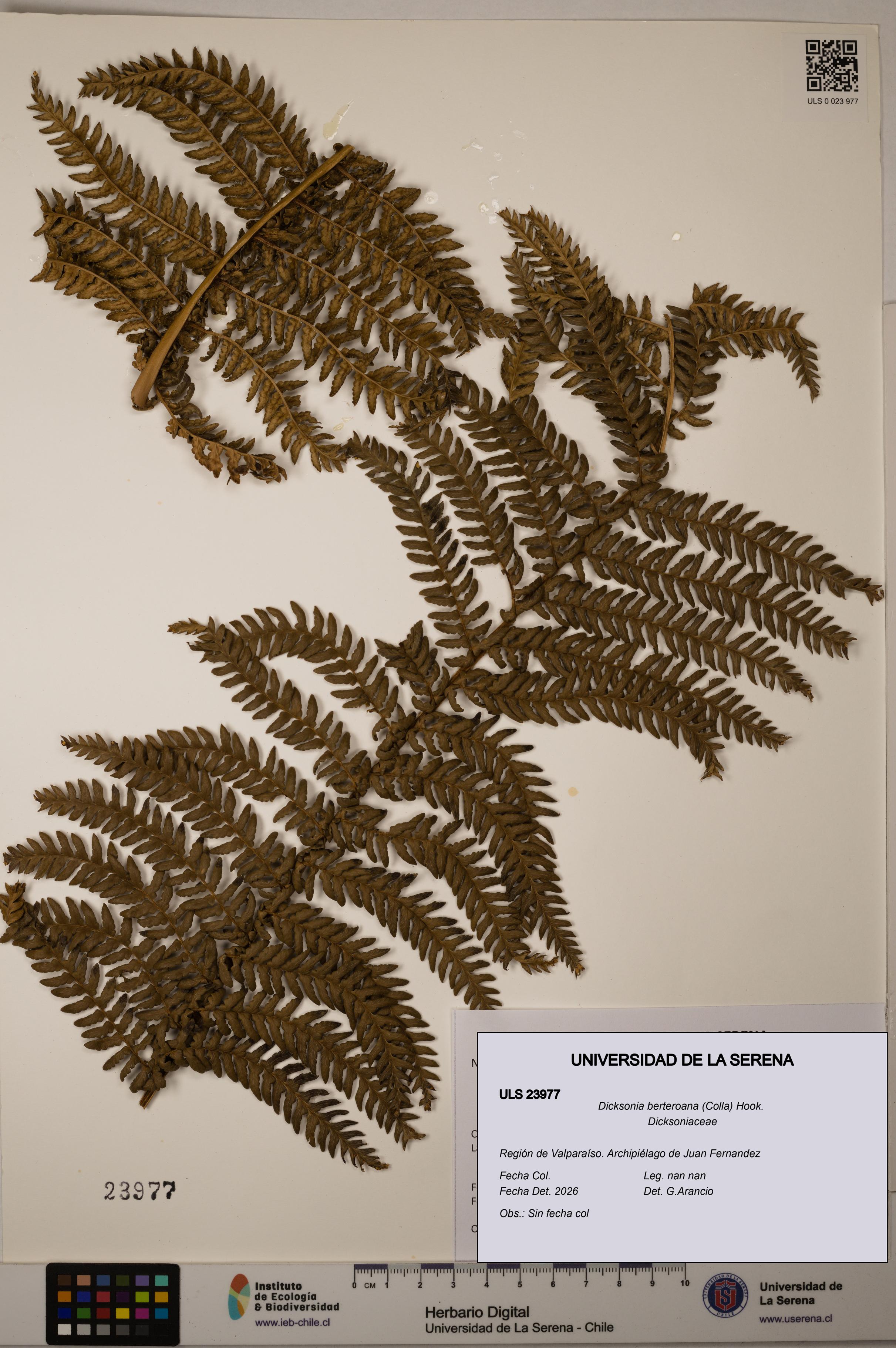 Dicksonia berteroana [Espécimen: ULS:ULS:0023977]