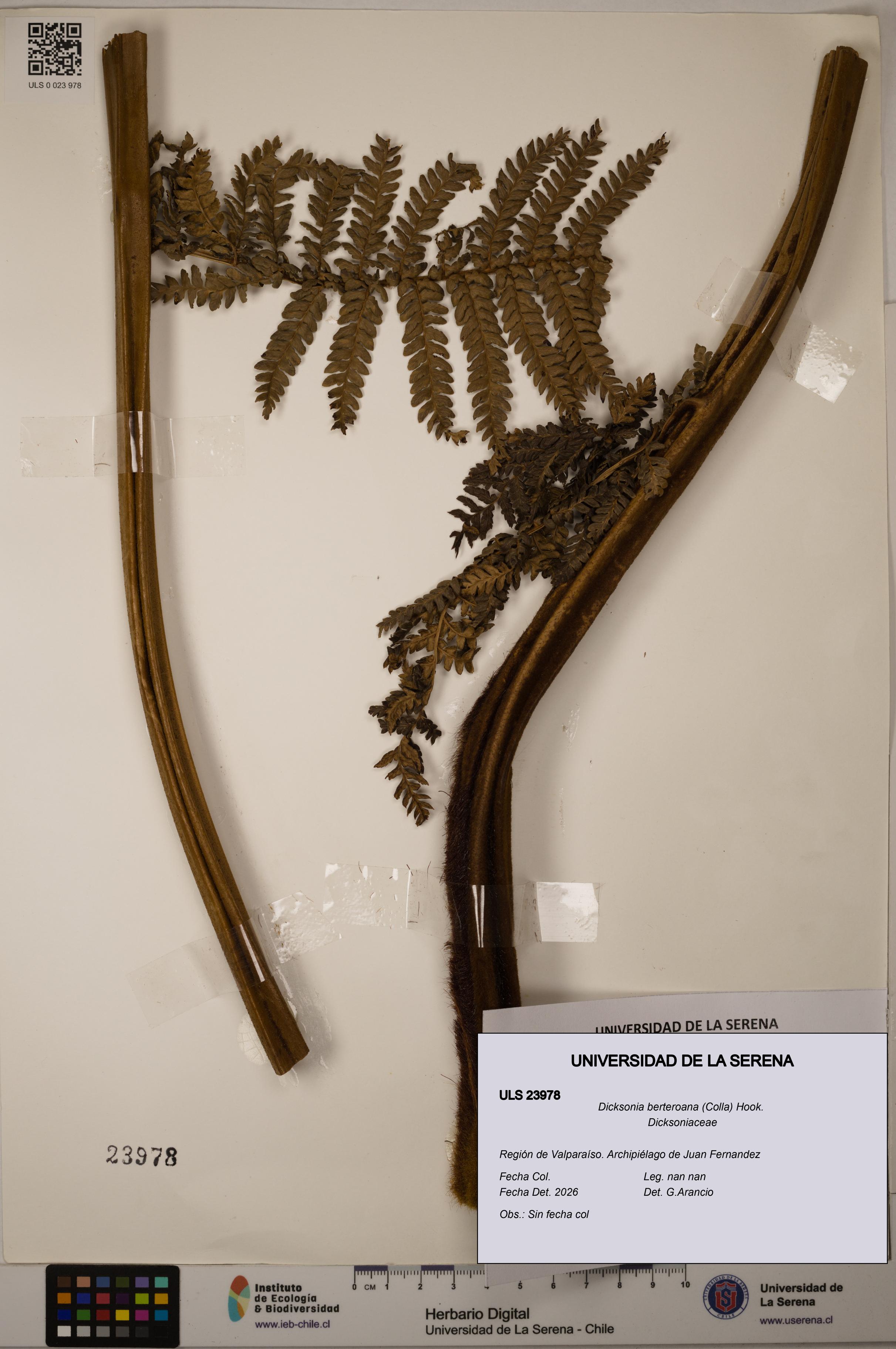 Dicksonia berteroana [Espécimen: ULS:ULS:0023978]