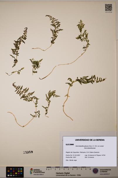 Dennstaedtia glauca [Espécimen: ULS:ULS:0023980]