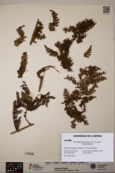 Dennstaedtia glauca [Espécimen: ULS:ULS:0023981]