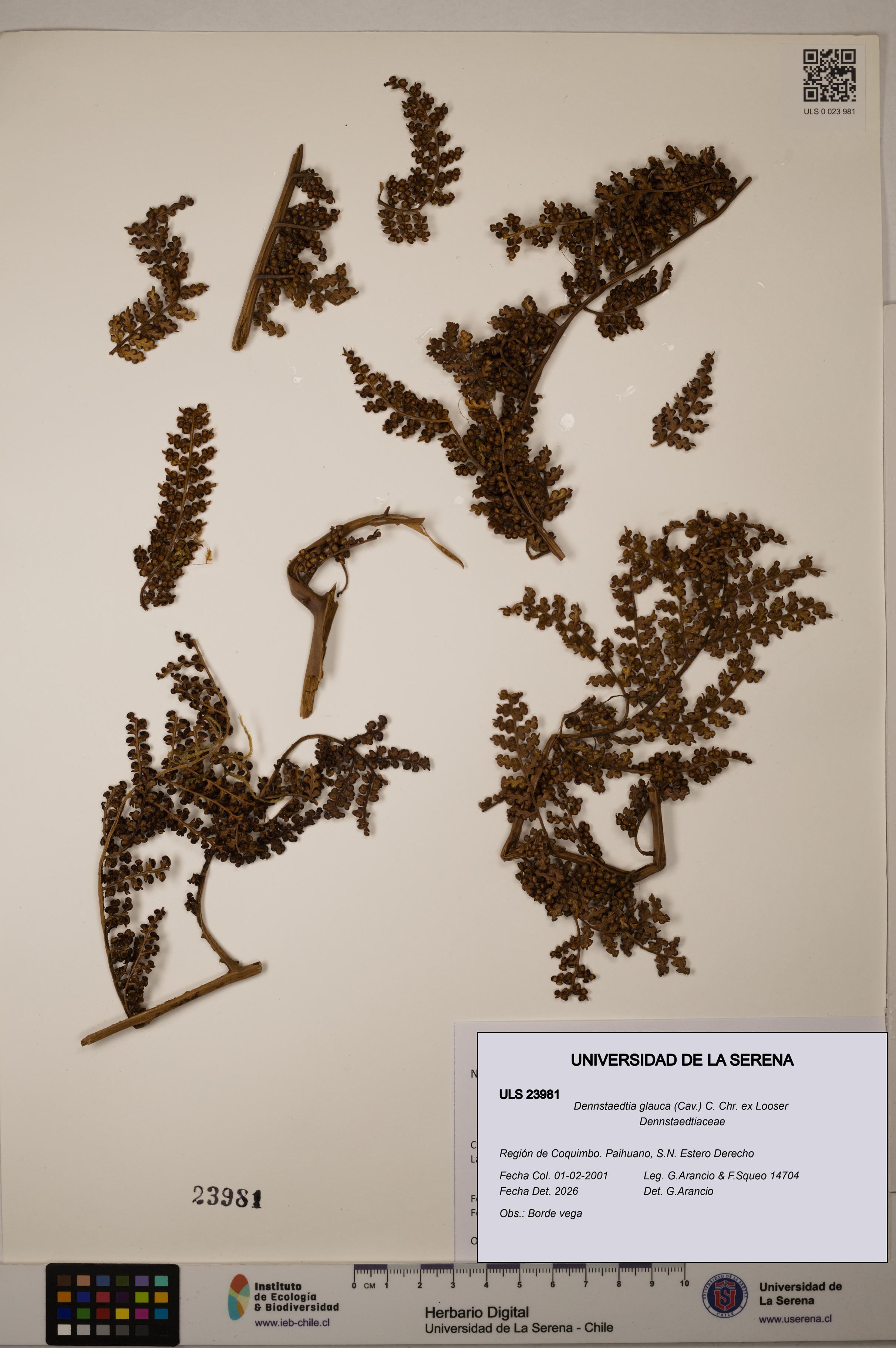 Dennstaedtia glauca [Espécimen: ULS:ULS:0023981]