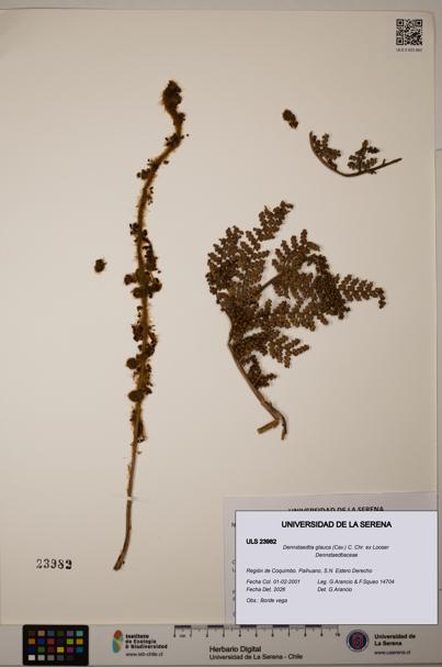 Dennstaedtia glauca [Espécimen: ULS:ULS:0023982]