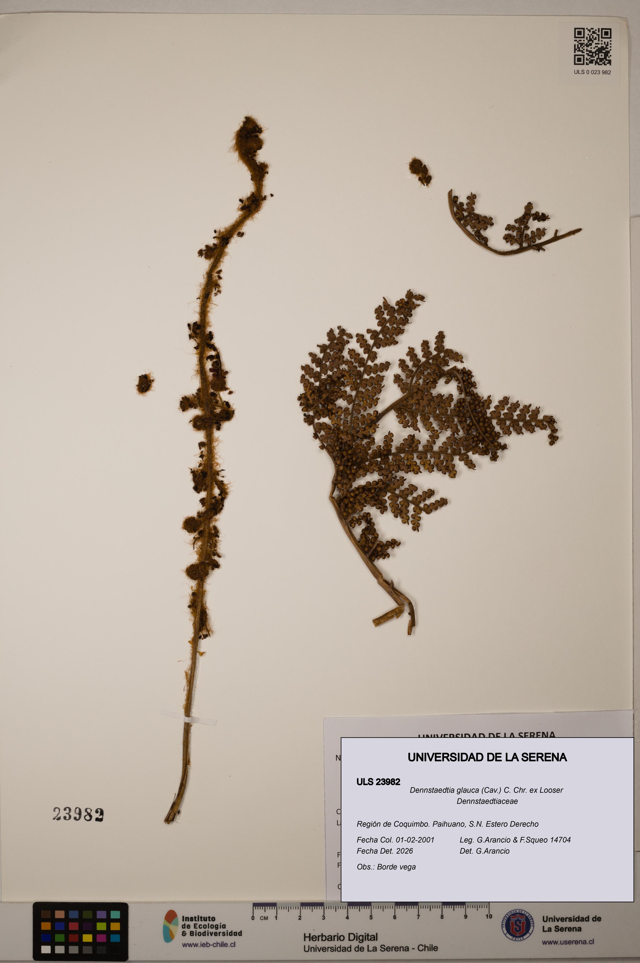 Dennstaedtia glauca [Espécimen: ULS:ULS:0023982]