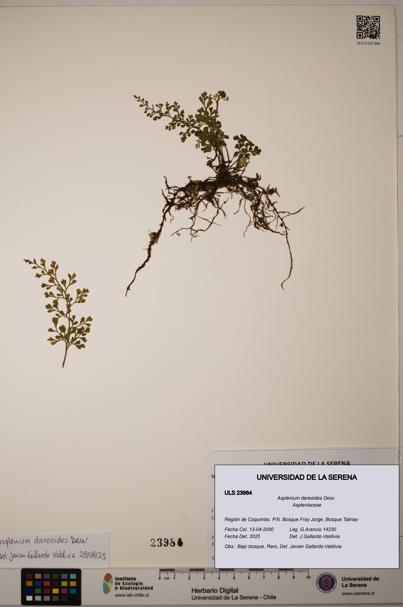 Asplenium dareoides [Espécimen: ULS:ULS:0023984]