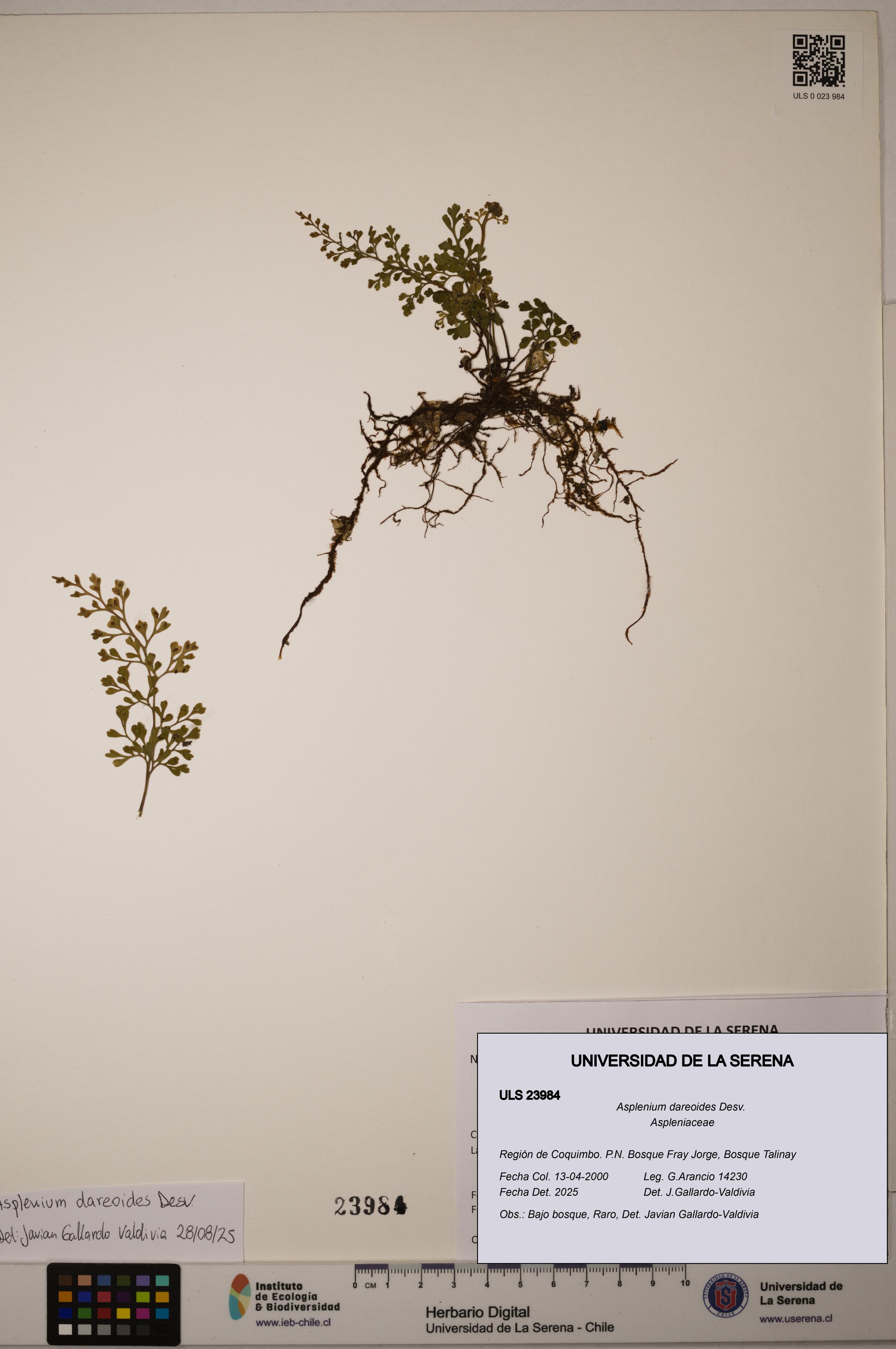 Asplenium dareoides [Espécimen: ULS:ULS:0023984]