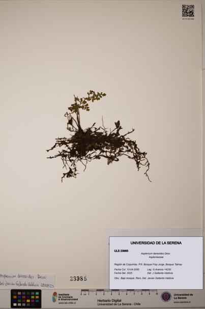 Asplenium dareoides [Espécimen: ULS:ULS:0023985]