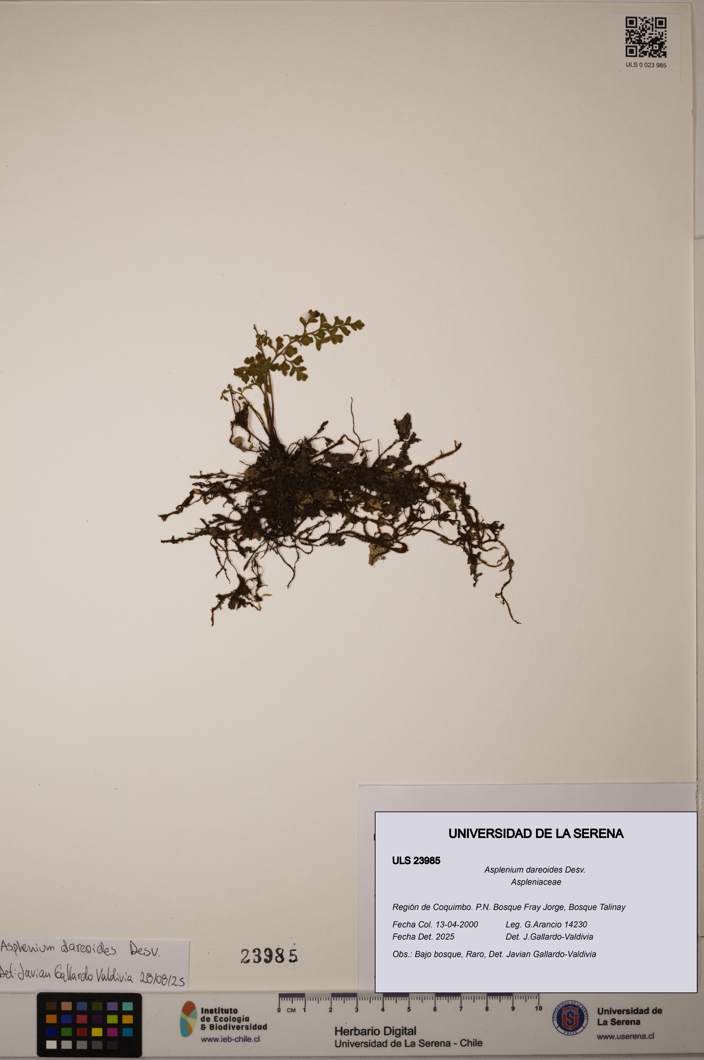 Asplenium dareoides [Espécimen: ULS:ULS:0023985]
