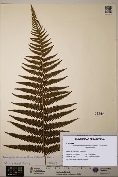 Amauropelta argentina [Espécimen: ULS:ULS:0023986]