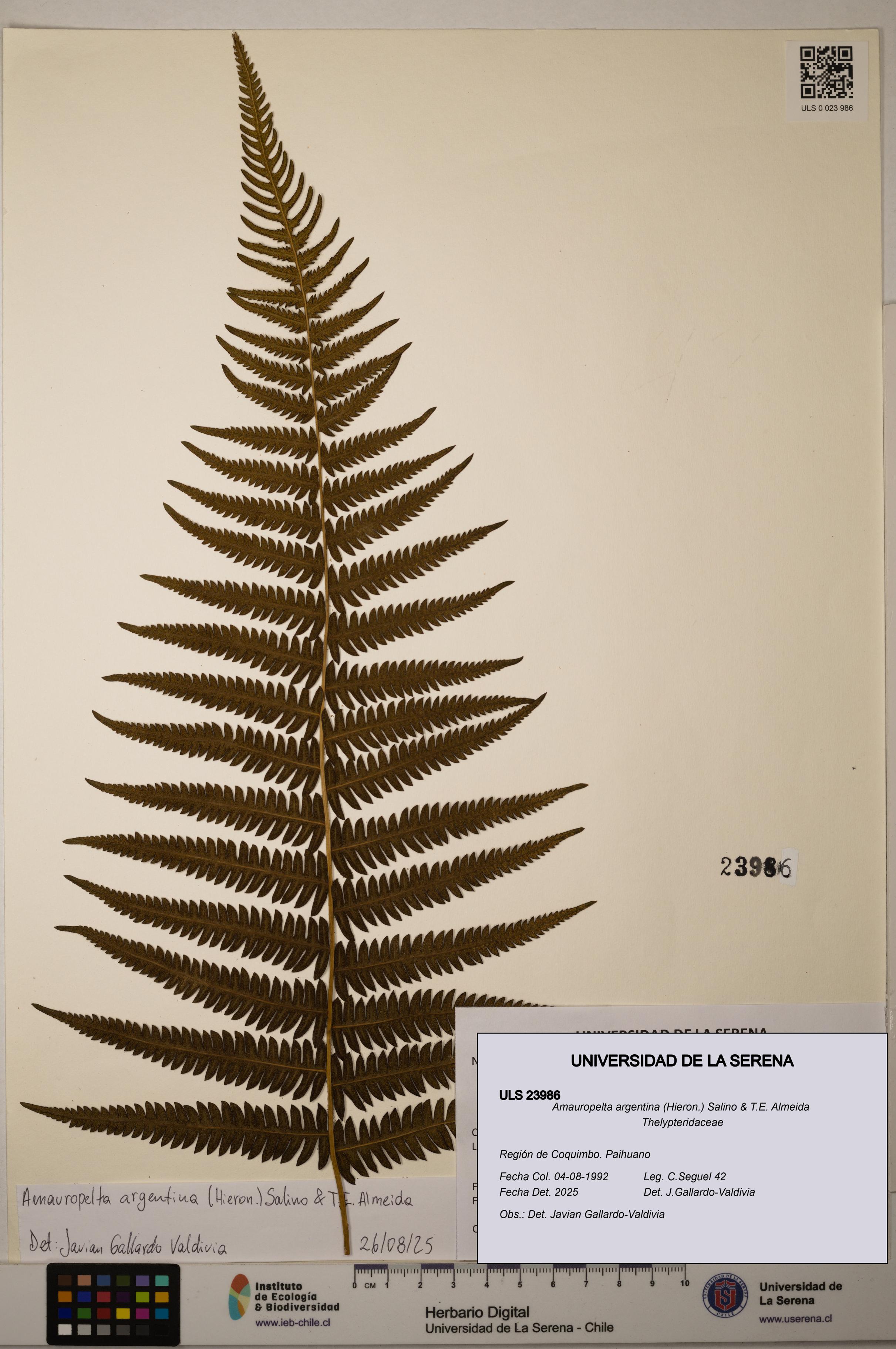 Amauropelta argentina [Espécimen: ULS:ULS:0023986]