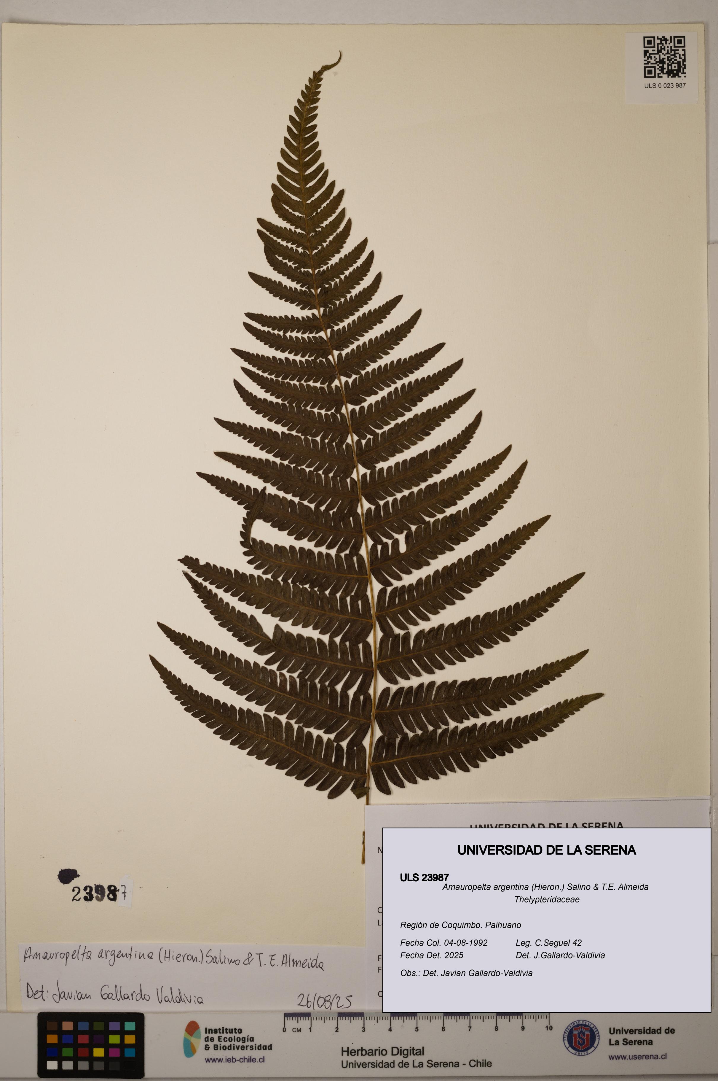 Amauropelta argentina [Espécimen: ULS:ULS:0023987]