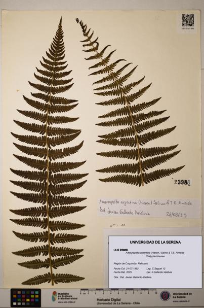 Amauropelta argentina [Espécimen: ULS:ULS:0023988]