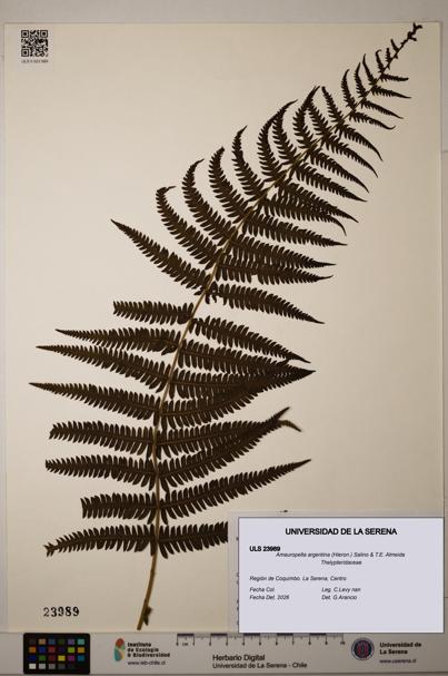 Amauropelta argentina [Espécimen: ULS:ULS:0023989]